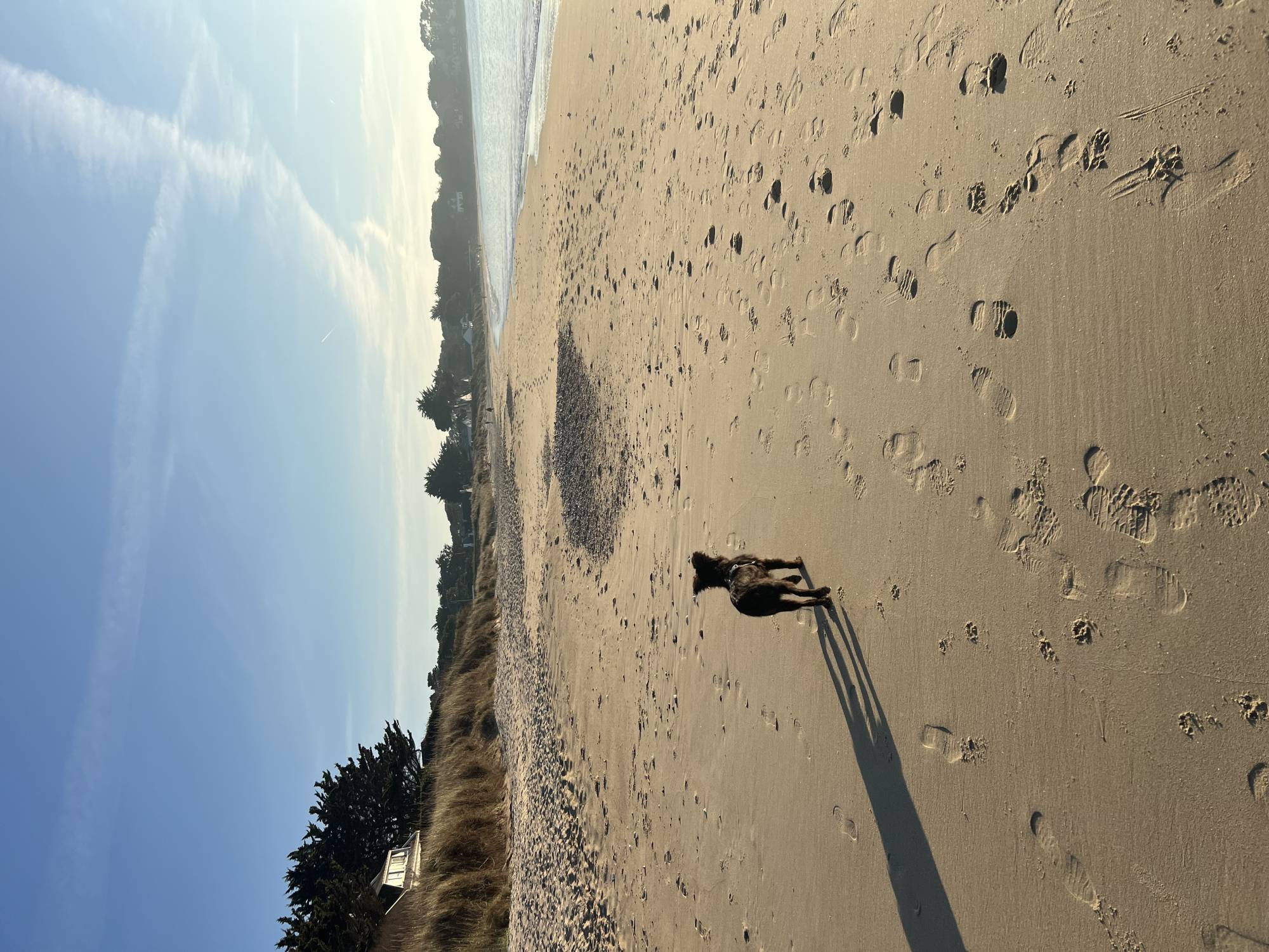 Education canine entre Morbihan et Loire Atlantique