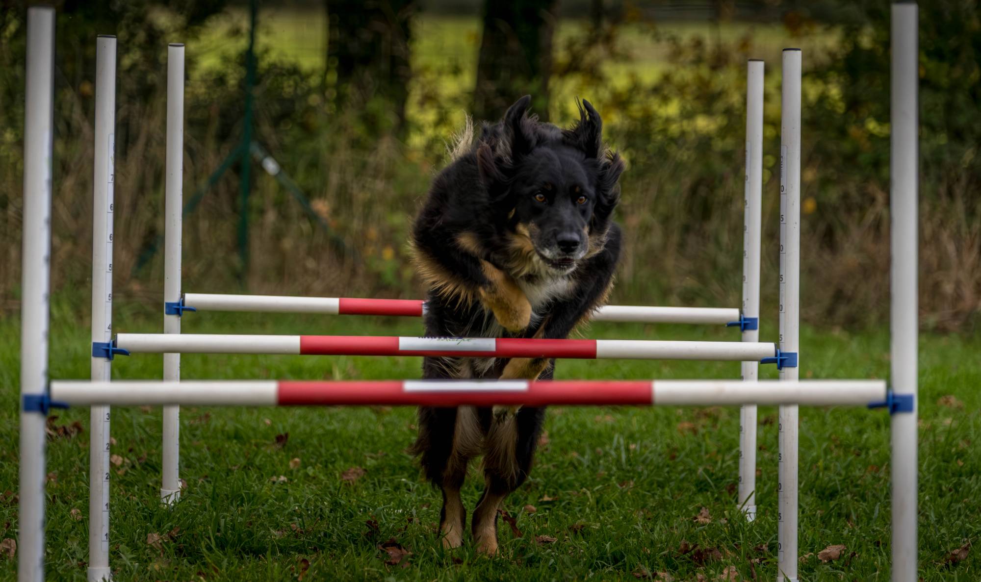 Education canine entre Morbihan et Loire Atlantique