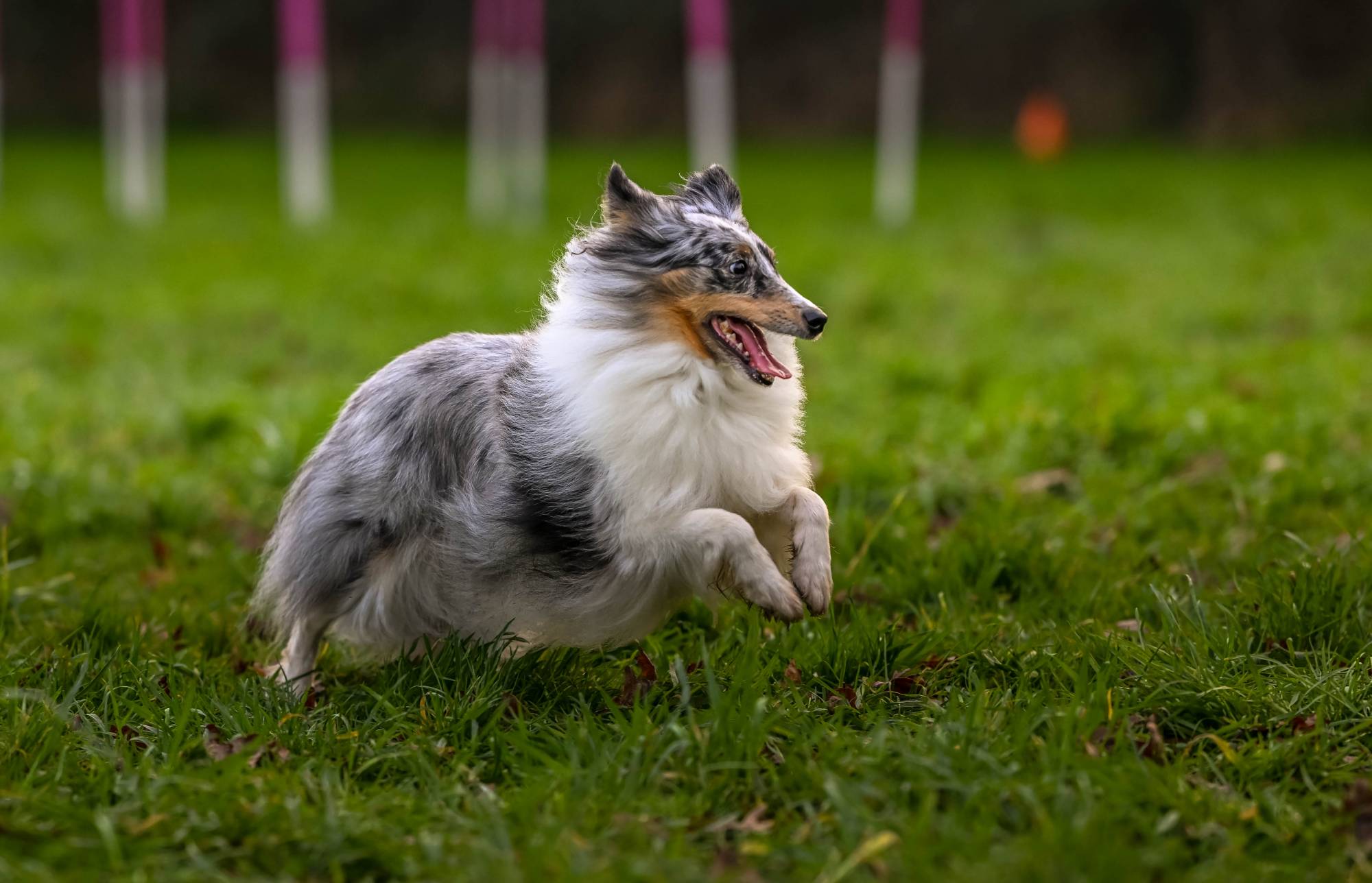 Education canine entre Morbihan et Loire Atlantique