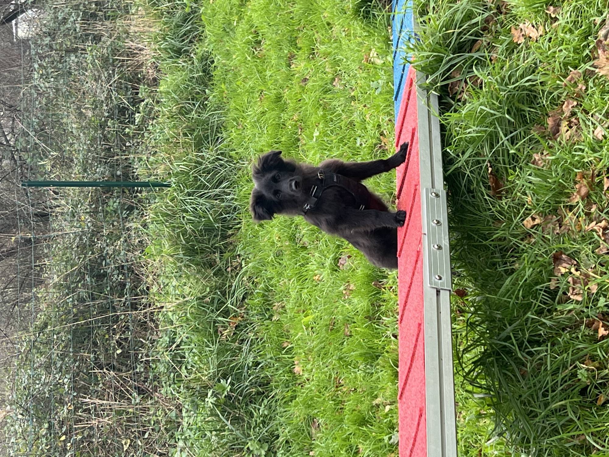 Education canine entre Morbihan et Loire Atlantique