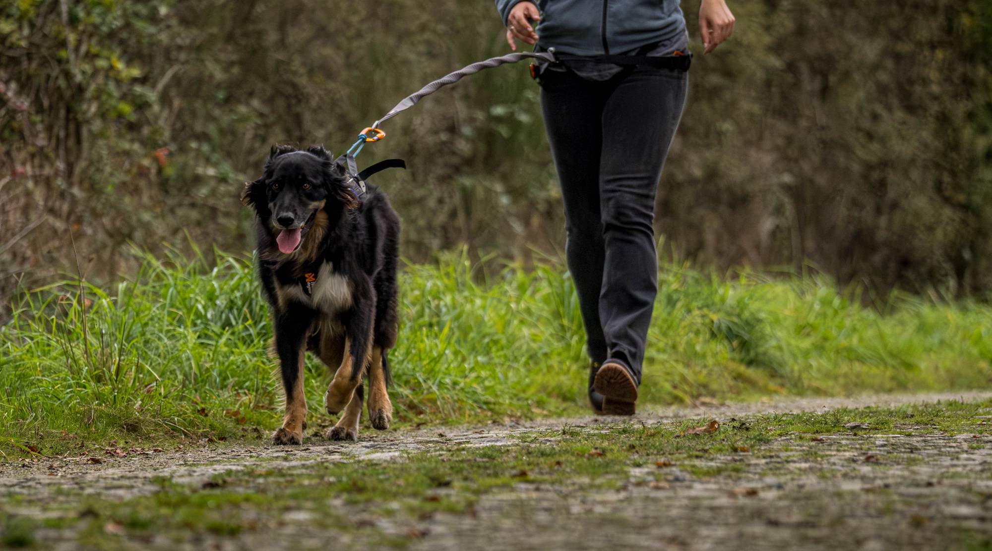 Education canine entre Morbihan et Loire Atlantique