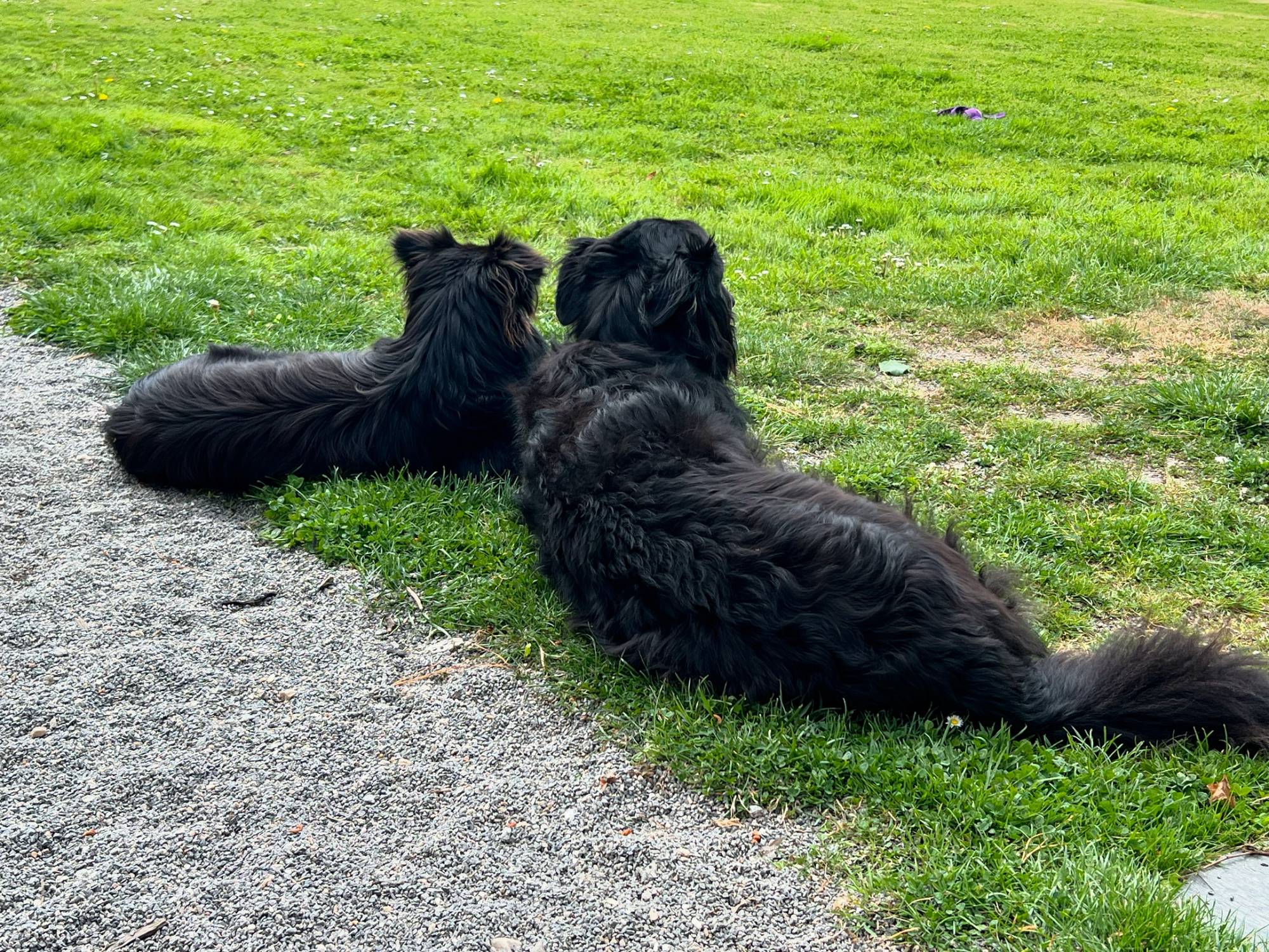 Education canine entre Morbihan et Loire Atlantique