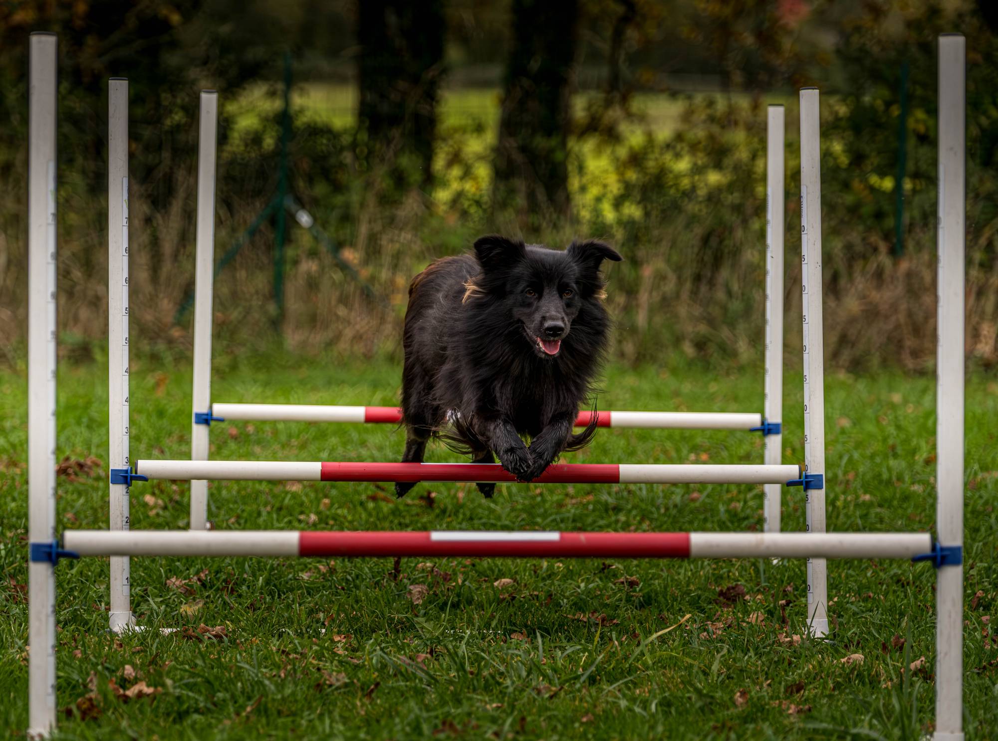 Education canine entre Morbihan et Loire Atlantique