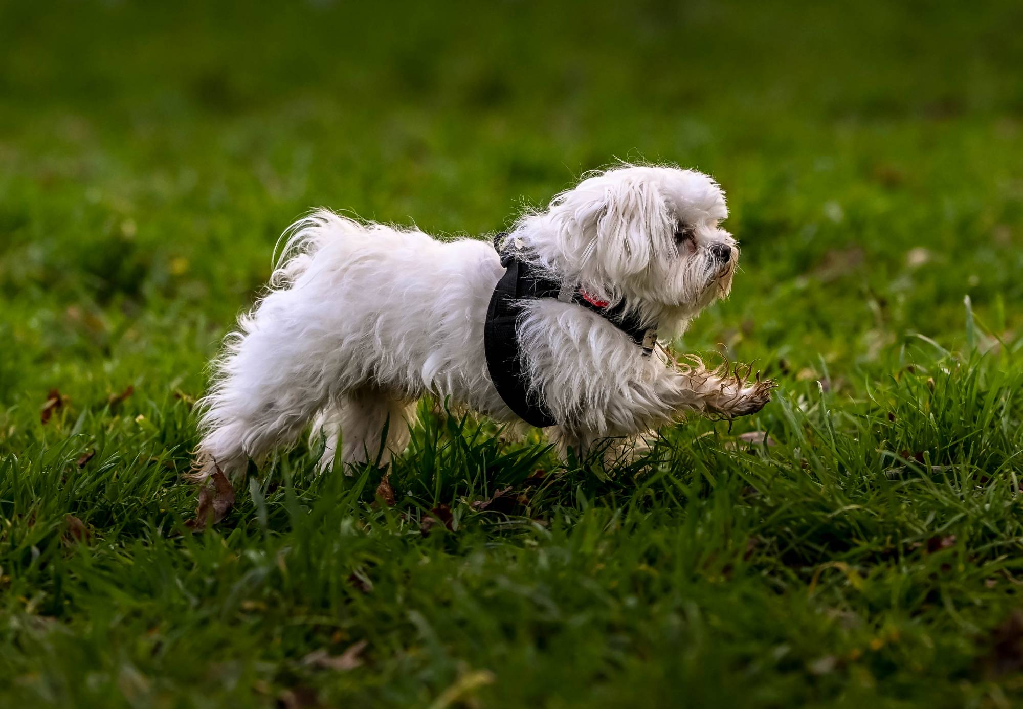 Education canine entre Morbihan et Loire Atlantique