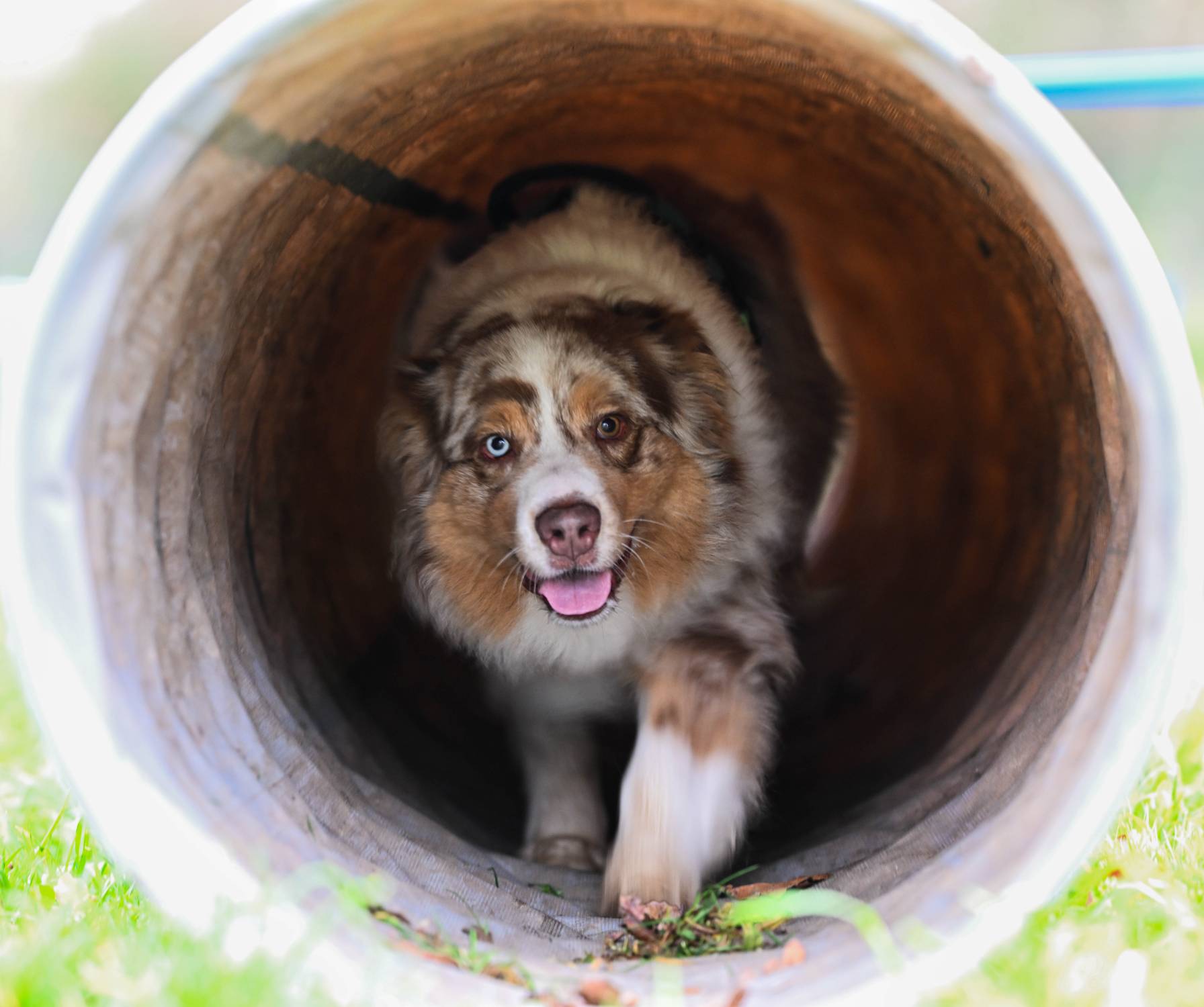 Education canine entre Morbihan et Loire Atlantique